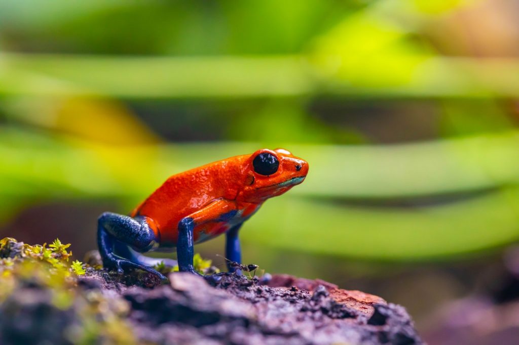 Frog cells used to build living robots